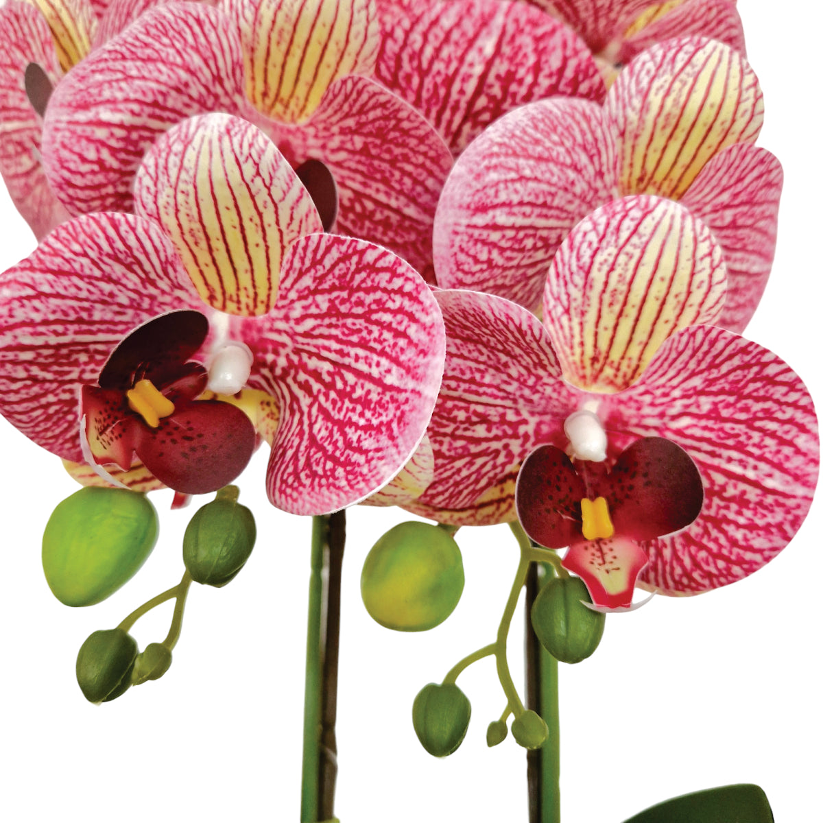 Orhidee cu aspect natural in ghiveci ceramic, 50 cm, Naimeed D5819, Mov