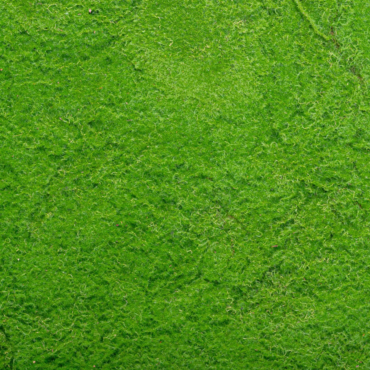 Covor muschi artificial de padure, Naimeed D6538, pentru decorare interioara sau exterioara, Verde, 1000x1000x20mm