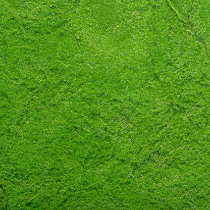 Covor muschi artificial de padure, Naimeed D6538, pentru decorare interioara sau exterioara, Verde, 1000x1000x20mm