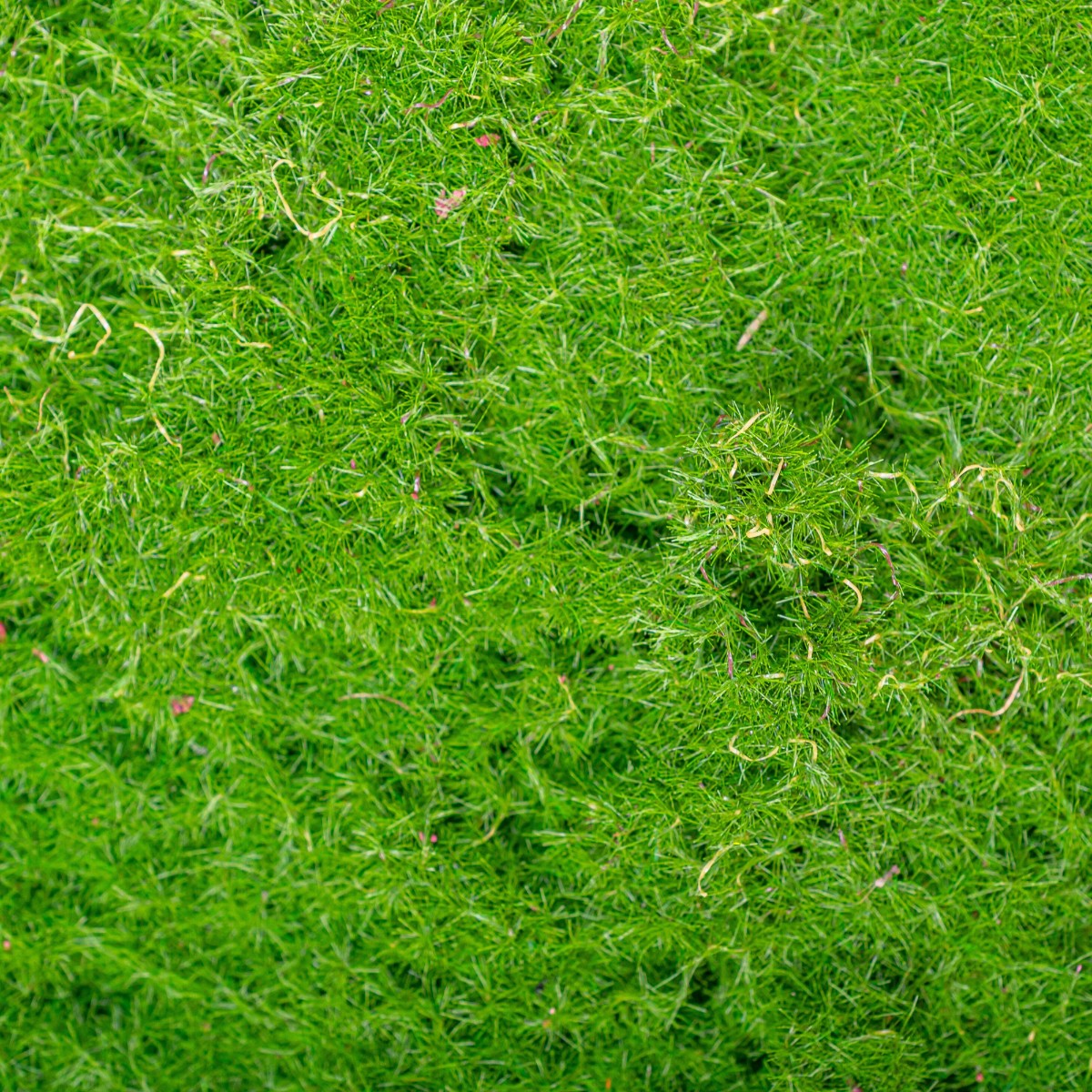 Covor muschi artificial de padure, Naimeed D6538, pentru decorare interioara sau exterioara, Verde, 1000x1000x20mm
