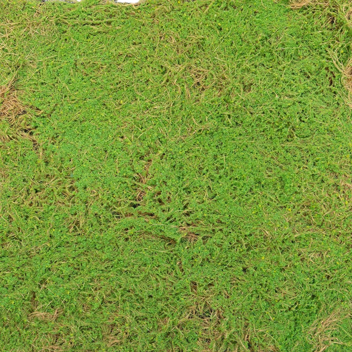Covor muschi artificial de padure, Naimeed D6541, pentru decorare interioara sau exterioara, Verde, 1000x1000x20mm