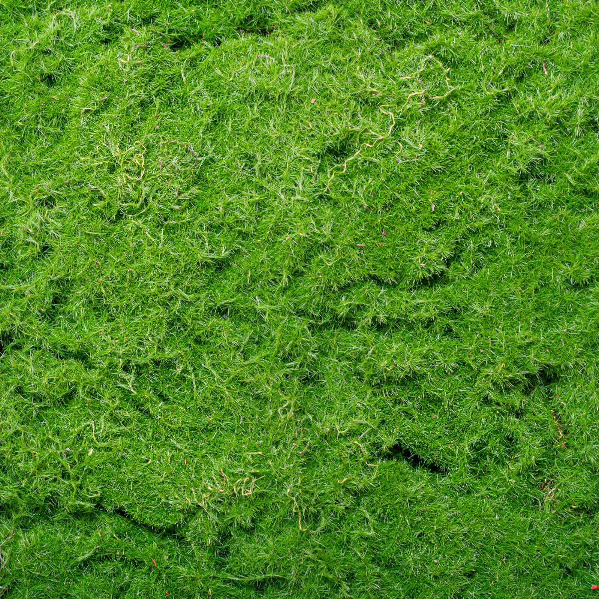 Set 3 muschi artificial de padure, Naimeed D6548, pentru decorare interioara sau exterioara, Verde, 50x3.5cm; 40x3.5cm; 30x3.5cm