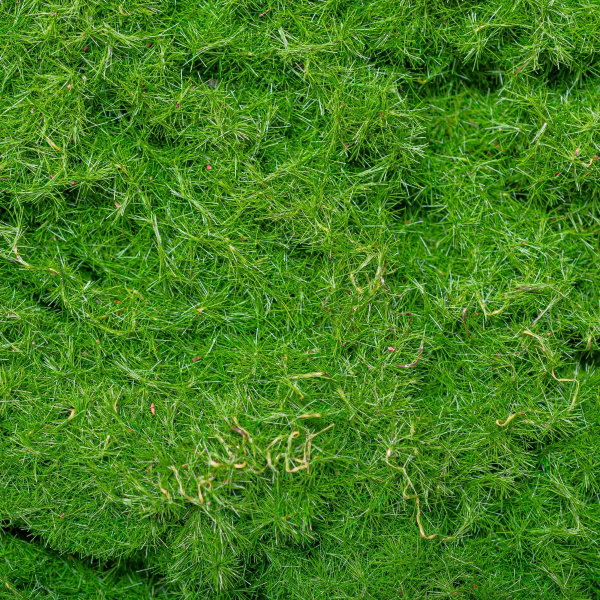Set 3 muschi artificial de padure, Naimeed D6548, pentru decorare interioara sau exterioara, Verde, 50x3.5cm; 40x3.5cm; 30x3.5cm