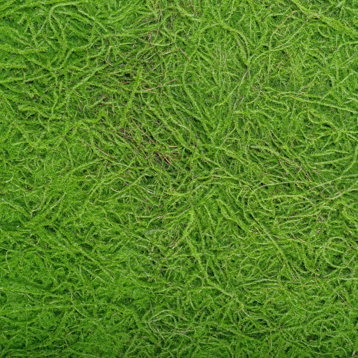 Covor muschi artificial de padure, Naimeed D6555, pentru decorare interioara sau exterioara, Verde, 1000x1000x30mm