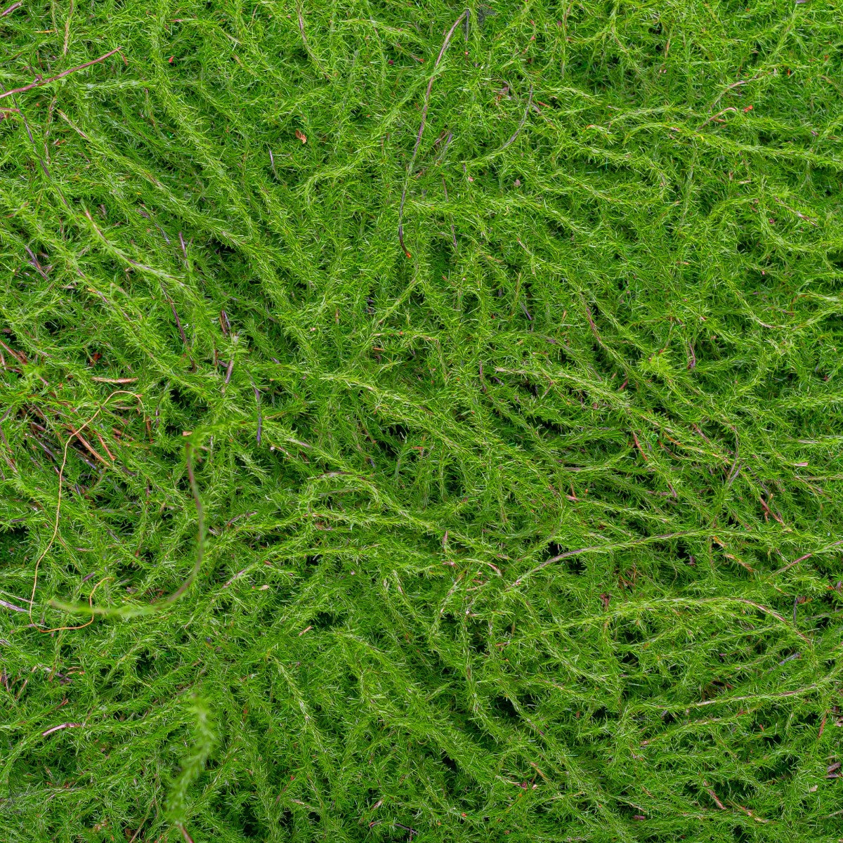 Covor muschi artificial de padure, Naimeed D6555, pentru decorare interioara sau exterioara, Verde, 1000x1000x30mm