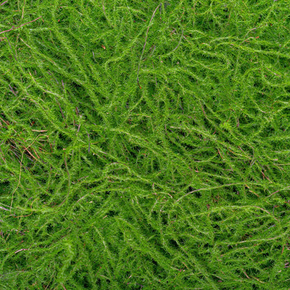 Covor muschi artificial de padure, Naimeed D6555, pentru decorare interioara sau exterioara, Verde, 1000x1000x30mm