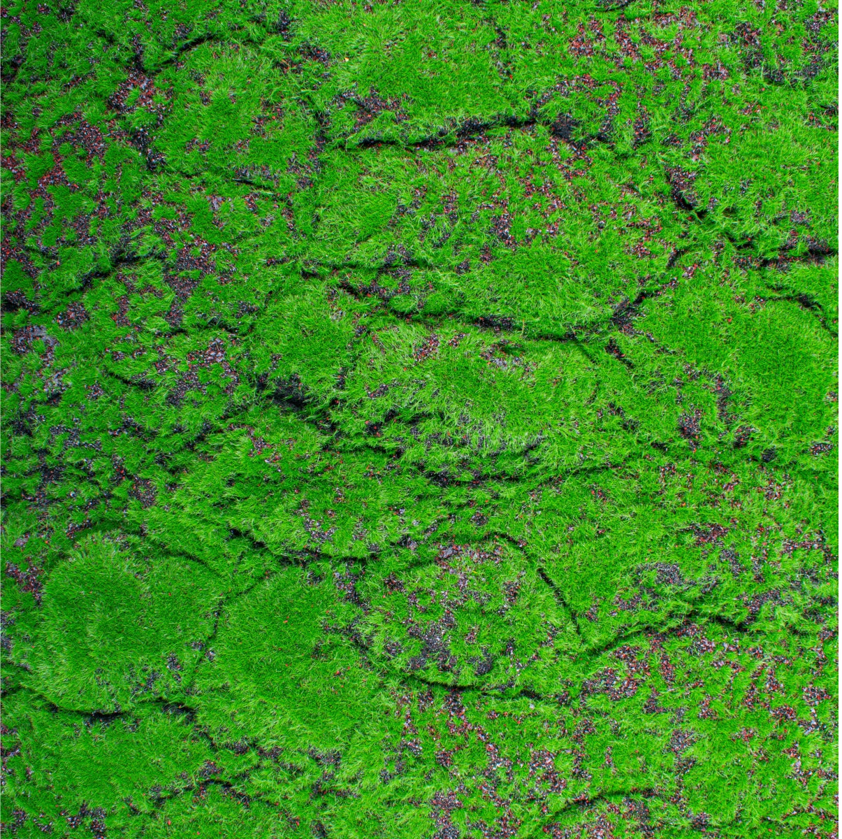 Covor muschi artificial de padure, Naimeed D6556, pentru decorare interioara sau exterioara, Verde, 1000x2000x30mm