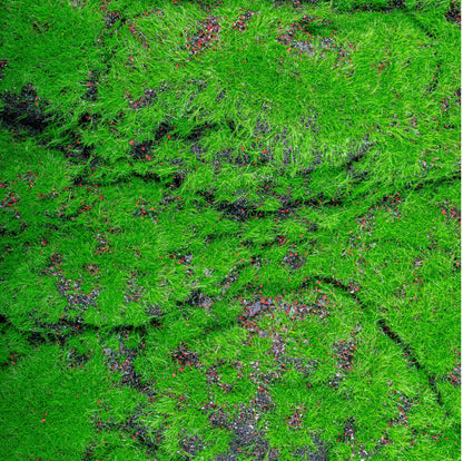 Covor muschi artificial de padure, Naimeed D6556, pentru decorare interioara sau exterioara, Verde, 1000x2000x30mm