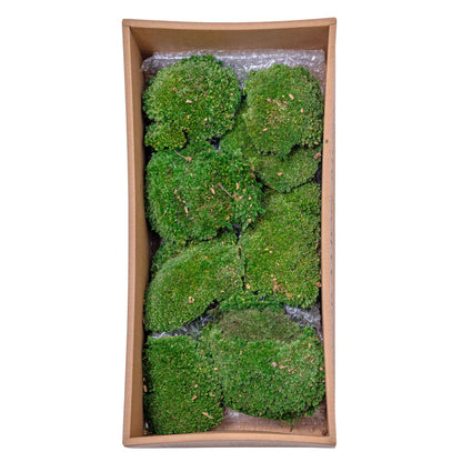 Muschi Premium naturali, stabilizati, Naimeed D6559, pentru decoratiuni hand made, biodegradabili