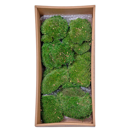 Muschi Premium naturali, stabilizati, Naimeed D6559, pentru decoratiuni hand made, biodegradabili