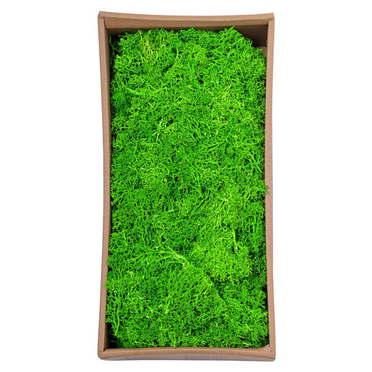 Licheni Premium naturali, stabilizati, Naimeed D6561, pentru decoratiuni hand made, biodegradabili, 500g