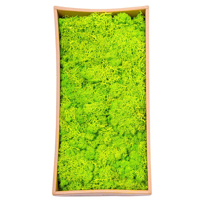 Licheni Premium naturali, stabilizati, Naimeed D6564, pentru decoratiuni hand made, biodegradabili, 500g