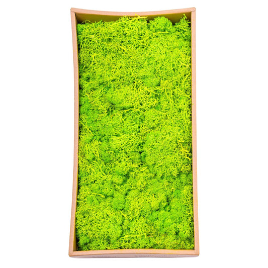 Licheni Premium naturali, stabilizati, Naimeed D6564, pentru decoratiuni hand made, biodegradabili, 500g