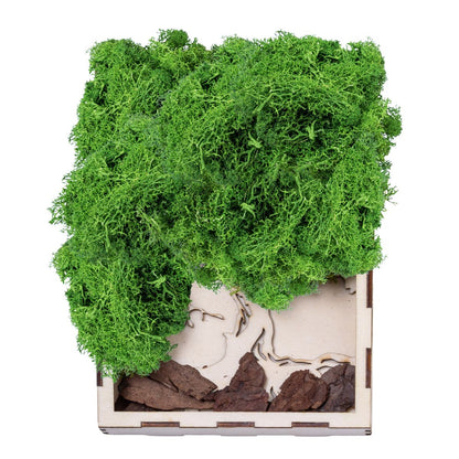 Licheni Premium naturali, stabilizati, Naimeed D6566, pentru decoratiuni hand made, biodegradabili, 500g