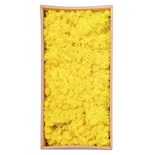 Licheni Premium naturali, stabilizati, Naimeed D6567, pentru decoratiuni hand made, biodegradabili, 500g