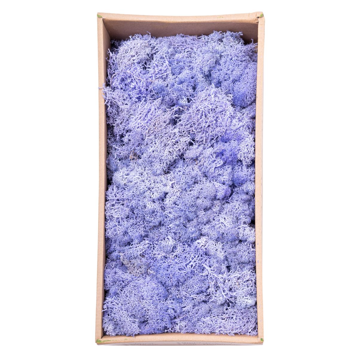 Licheni Premium naturali, stabilizati, Naimeed D6568, pentru decoratiuni hand made, biodegradabili, 500g