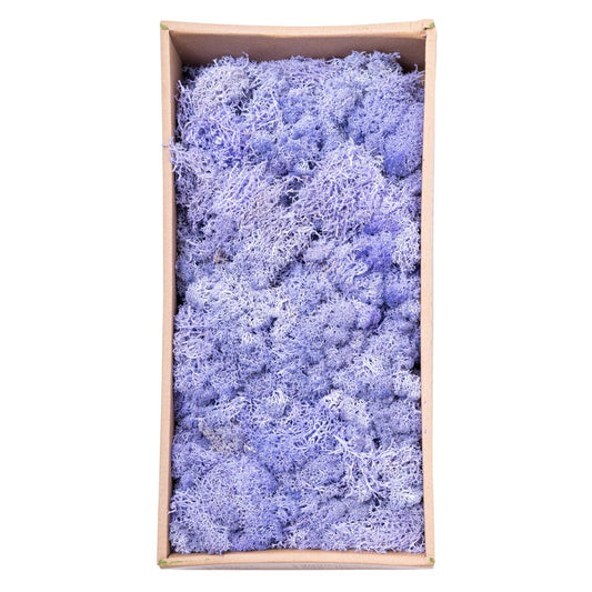 Licheni Premium naturali, stabilizati, Naimeed D6568, pentru decoratiuni hand made, biodegradabili, 500g