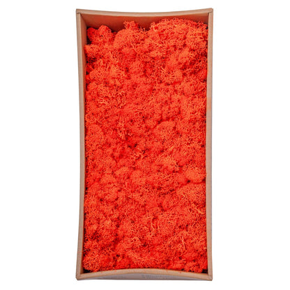 Licheni Premium naturali, stabilizati, Naimeed D6569, pentru decoratiuni hand made, biodegradabili, 500g