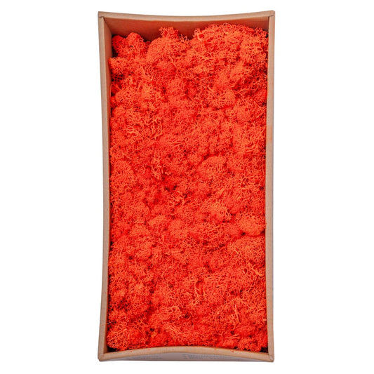 Licheni Premium naturali, stabilizati, Naimeed D6569, pentru decoratiuni hand made, biodegradabili, 500g