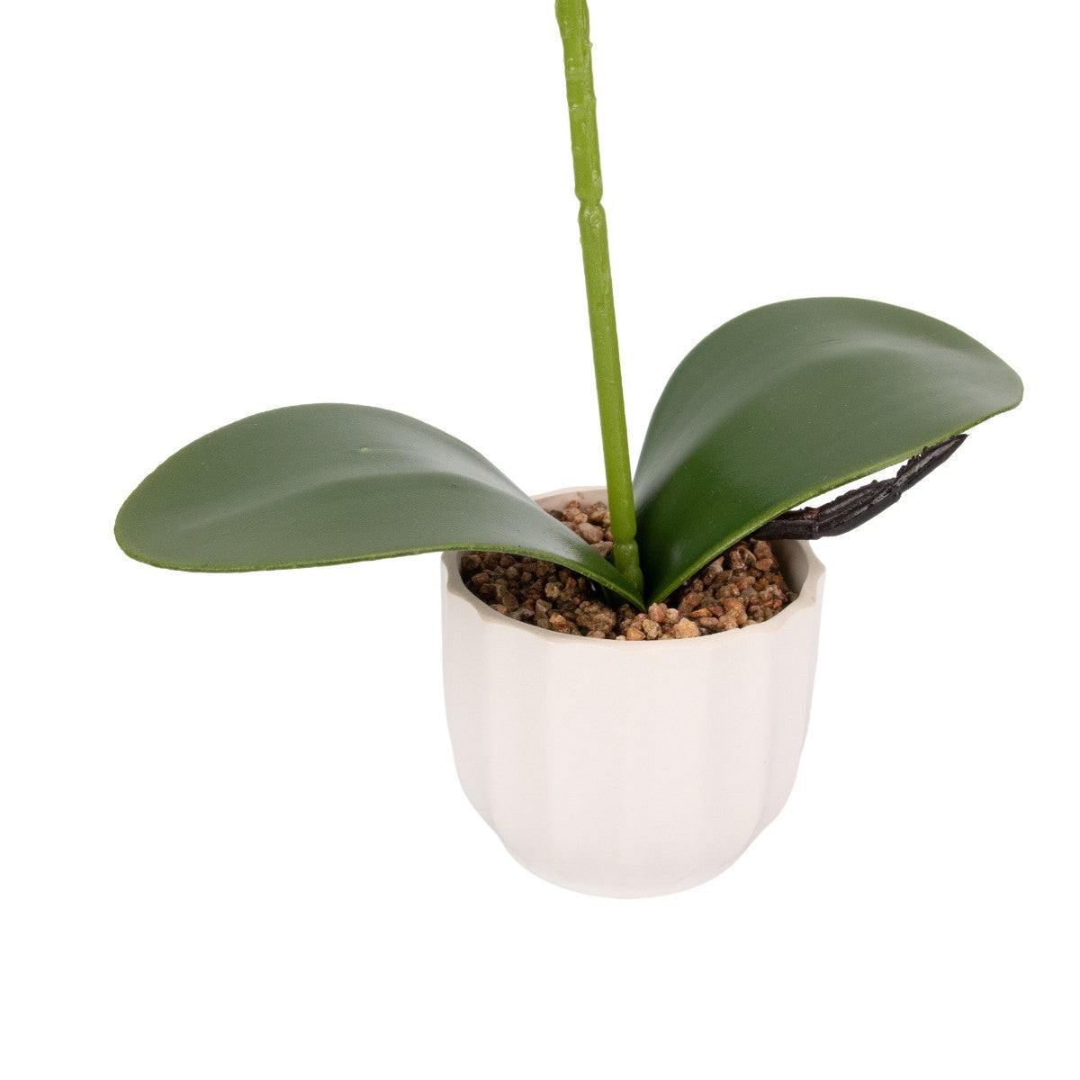 Orhidee cu aspect natural in ghiveci ceramic, 42 cm, Naimeed D6882, Alb-roz