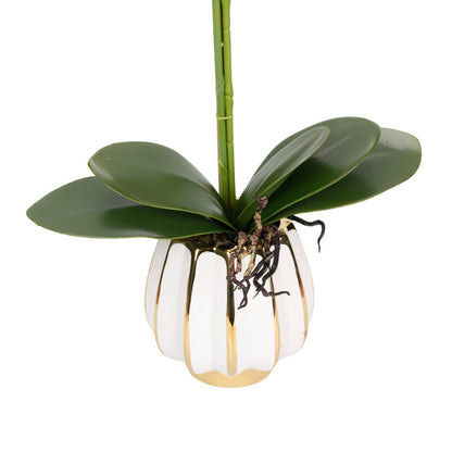 Orhidee cu aspect natural in ghiveci ceramic, 79 cm, Naimeed D6902, Fucsia