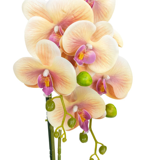 Orhidee cu aspect natural in ghiveci ceramic, 80 cm, Naimeed D6905, Portocaliu pal/Alb