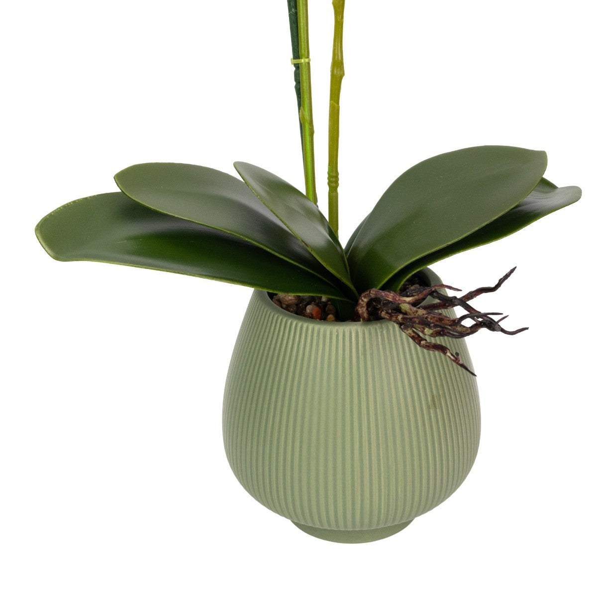Orhidee cu aspect natural in ghiveci ceramic, 80 cm, Naimeed D6906, Mov/Verde