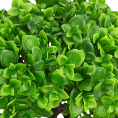 Copac artificial, tip Crassula, cu ghiveci, Naimeed D6914, 50x12 cm, Verde
