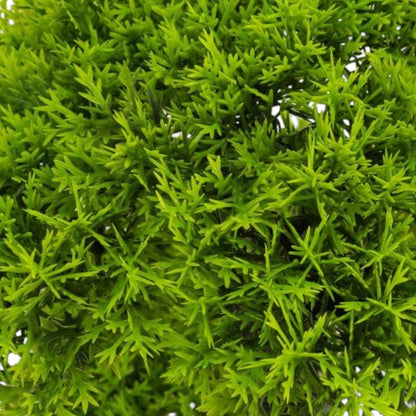 Copac artificial, tip Conifer, cu ghiveci, Naimeed D6916, 50x12 cm, Verde