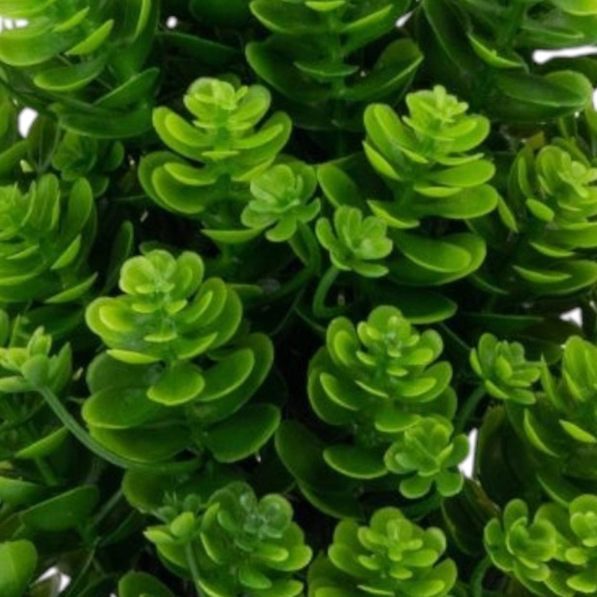 Planta artificiala, tip Kalanchoe, cu ghiveci, Naimeed D6922, 24x8.8 cm, Verde