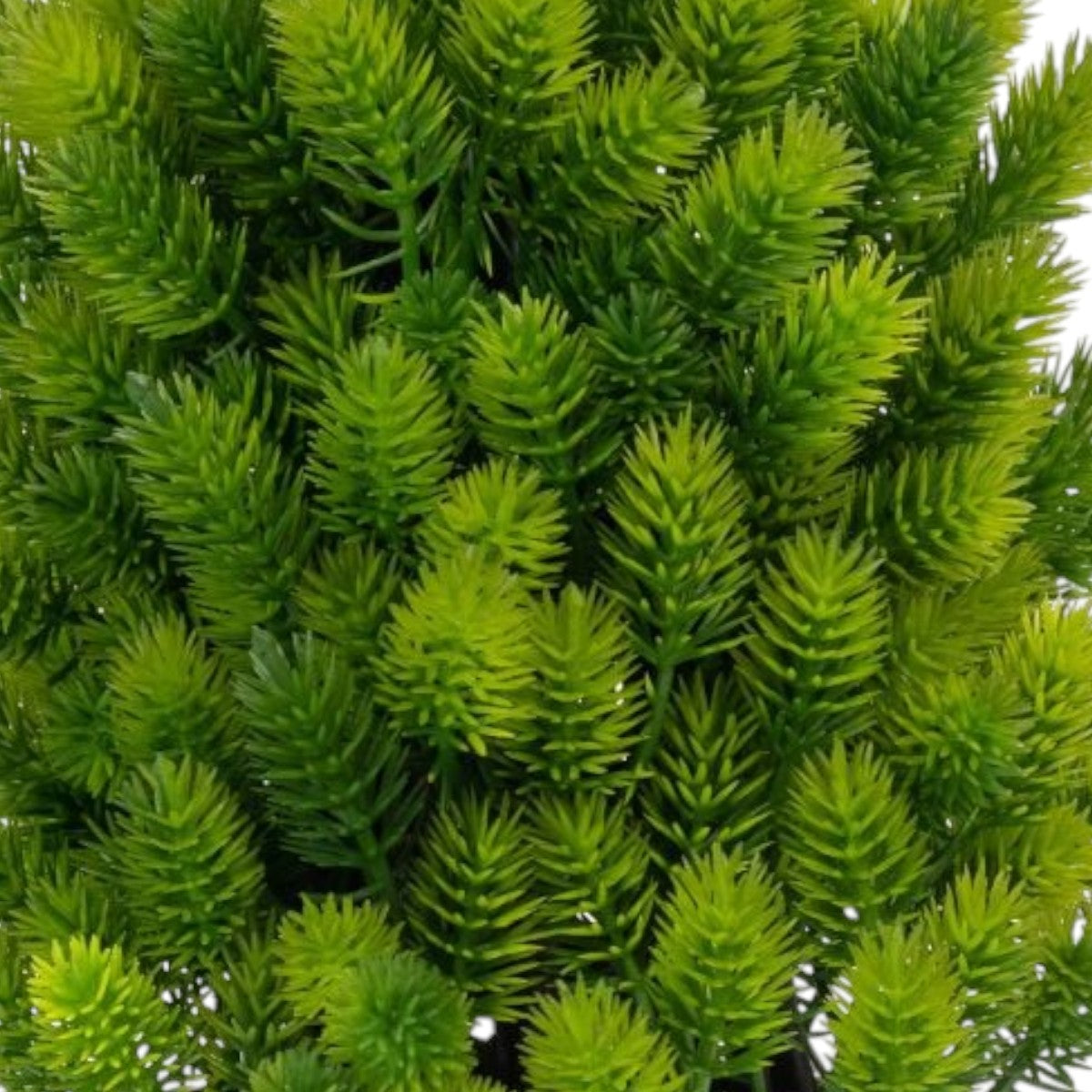 Planta artificiala, tip Cryptomeria, cu ghiveci, Naimeed D6924, 24x8.8 cm, Verde