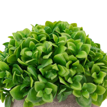 Planta artificiala, tip Crassula, cu ghiveci de hartie, Naimeed D6933, 12x10 cm, Verde